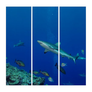 Blacktip reef shark triptych