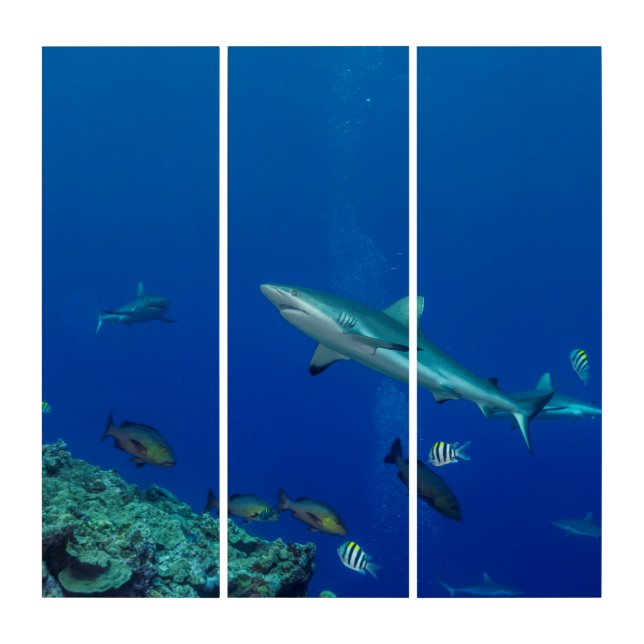 Blacktip reef shark triptych (Front)