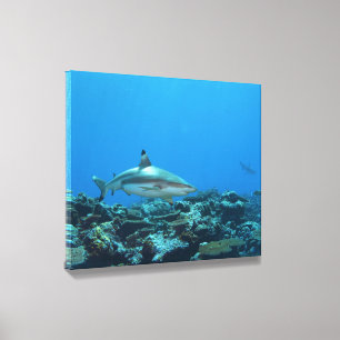 Blacktip Reefshark at coral reef of Yap Island Canvas Photo Tile
