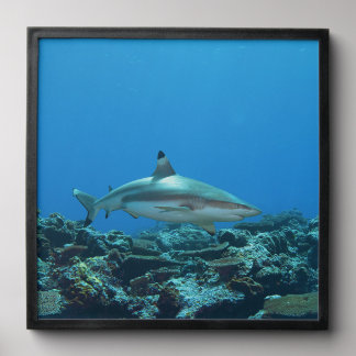 Blacktip Reefshark at coral reef of Yap Island | Peel And Stick Photo Tile