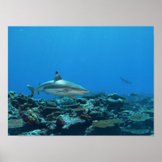 Blacktip Reefshark at coral reef of Yap Island |  Poster