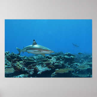 Blacktip Reefshark at coral reef of Yap Island |  Poster