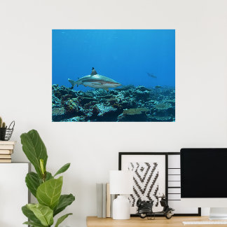 Blacktip Reefshark at coral reef of Yap Island | Poster