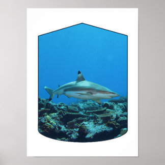 Blacktip Shark, Yap Island - Photographic Design | Poster