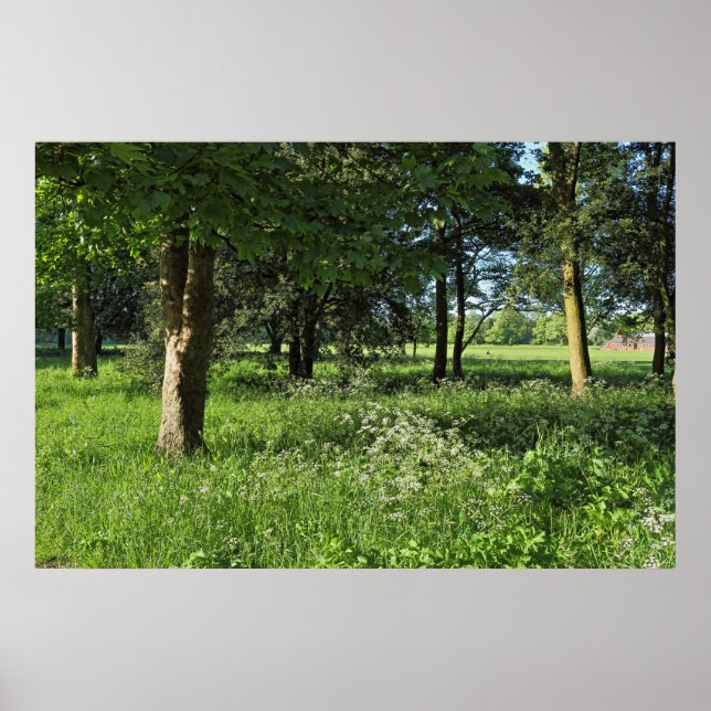 Blackweir Woods, Bute Park, Cardiff Wales Poster (Front)