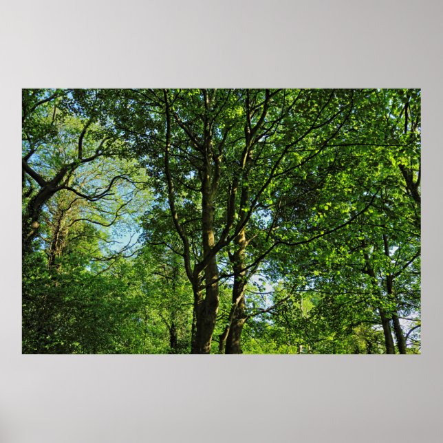 Blackweir Woods, Bute Park, Cardiff Wales Poster (Front)