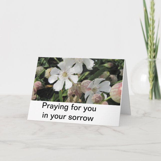 Bladder Campions, Cornwall Card (Front)