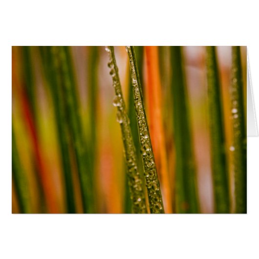 Blades of grass cards (Front Horizontal)