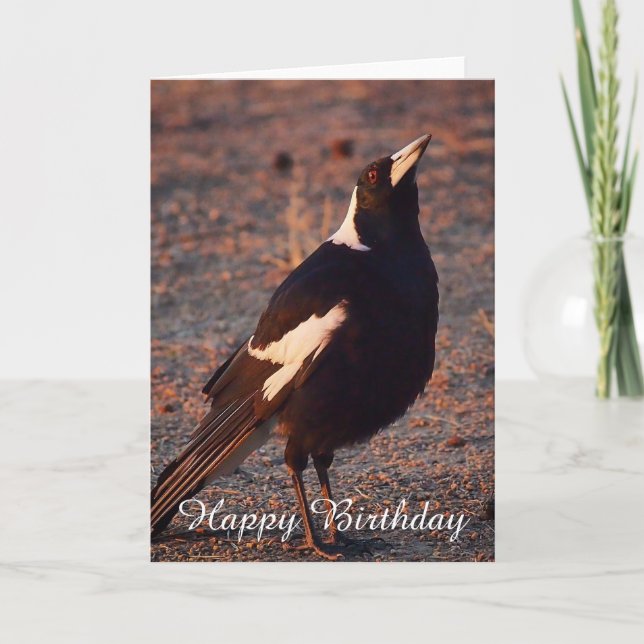 Blank birthday card - Australian Magpie (Front)