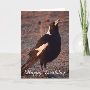 Blank birthday card - Australian Magpie
