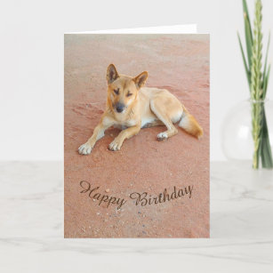 Blank birthday card - dingo