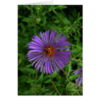 Blank-Blue Flower Cards