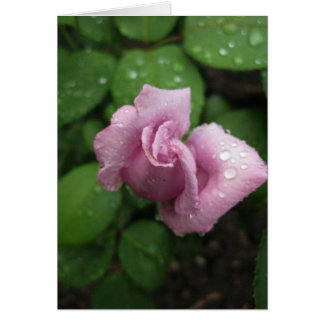Blank-Bud Pink Dewdrop Cards
