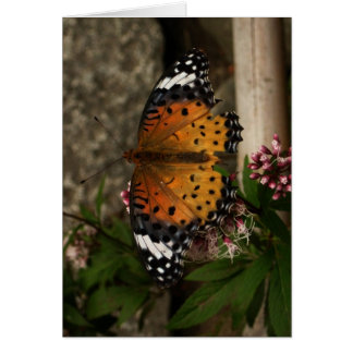 Blank-Butterfly Cards