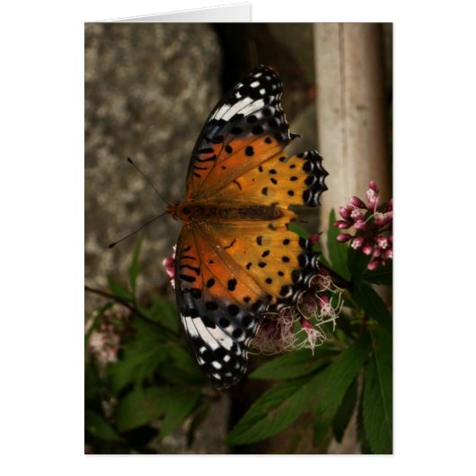 Blank-Butterfly Cards (Front)