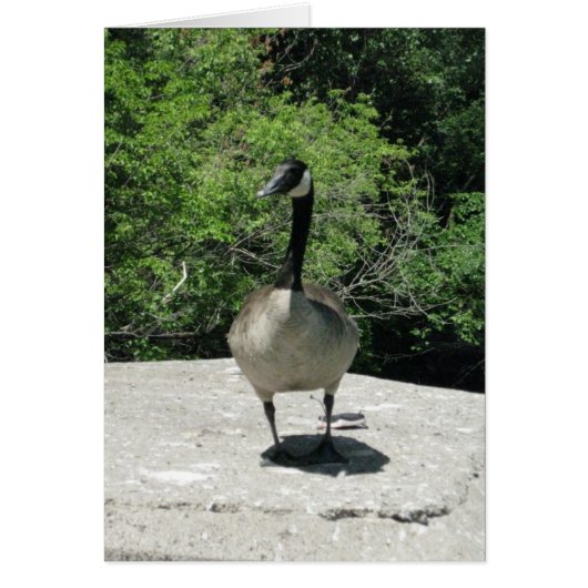Blank_Canada Goose Cards (Front)