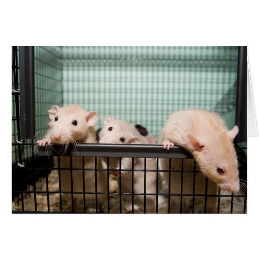 blank card (Front Horizontal)