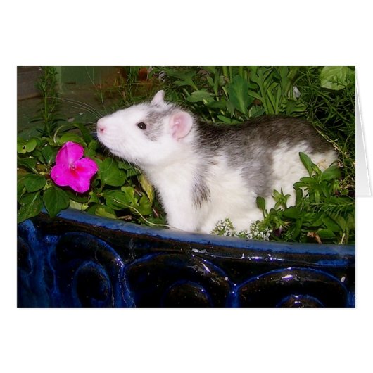 Blank Card (Front Horizontal)