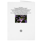 Blank Card, African Daisies (Back)