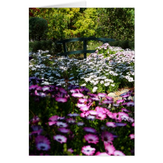 Blank Card, African Daisies (Front)