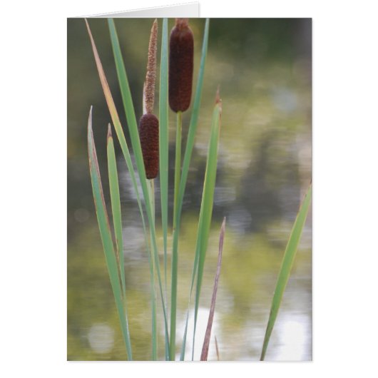 Blank Card - Cattails (Front)