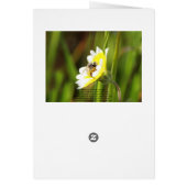 Blank Card, Dahlia Flower (Back)