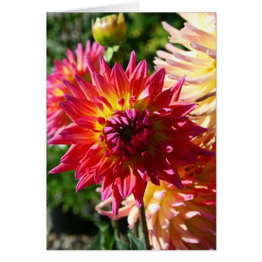 Blank Card, Dahlia Flower (Front)