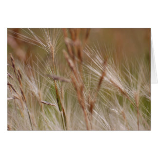 Blank Card - Feathered Grasses