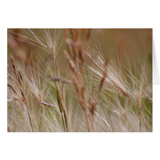 Blank Card - Feathered Grasses (Front Horizontal)