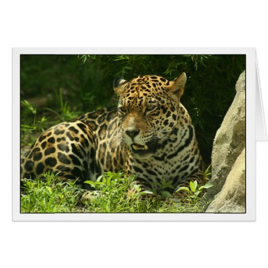 Blank Card- Jaguar Photo (Front Horizontal)