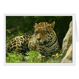 Blank Card- Jaguar Photo Cards