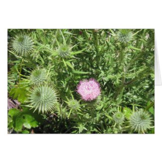 Blank Card, Milk Thistle Flower and Buds