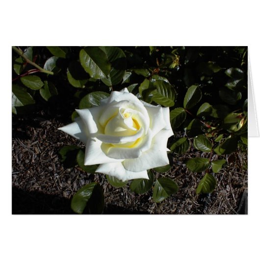 Blank card: One Pale Yellow Rose (Front Horizontal)