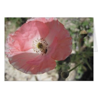Blank Card, Pale Pink Poppy