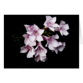 Blank Card - Pink Oleander (Front Horizontal)