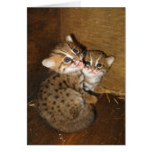 Blank card - Rusty spotted cat (Front)