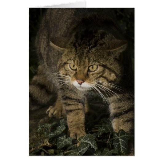Blank card - Scottish wildcat 2 (Front)