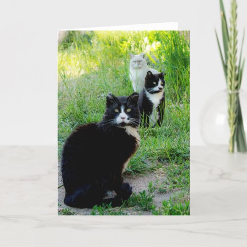 Blank Card _ Trio Cat Photo Feral Cats