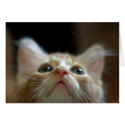 Blank Card with Adorable Orange Tabby Kitten (Front Horizontal)