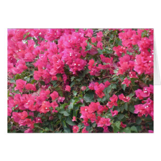 Blank card with beautiful pink bougainvillea
