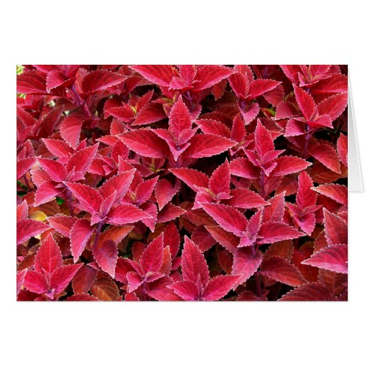 Blank Card with Coleus Background (Front Horizontal)