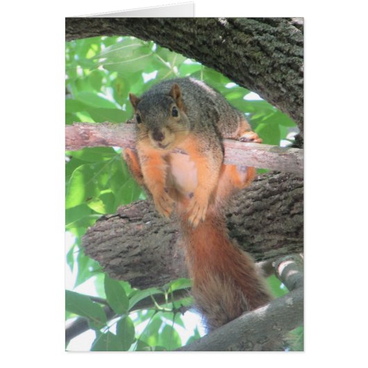 Blank Card with Funny Lazy Squirrel in a Tree (Front)