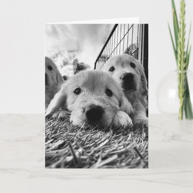 Blank card with puppies (Front)