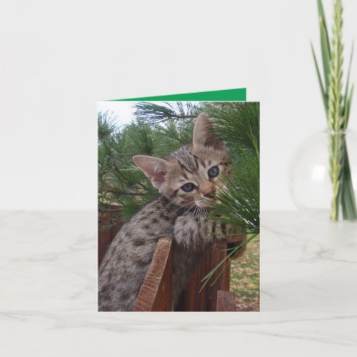 Blank Card with Savannah Cat Kitten Background