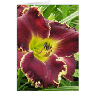 Blank Card with Sooo Purple Daylily