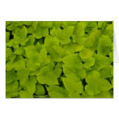 Blank Card with Sweet Potato Vines (Front Horizontal)