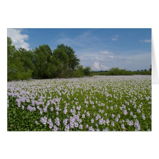 Blank Card with Water Lilies Background (Front Horizontal)