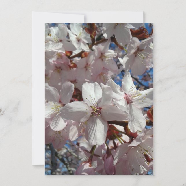 Blank Cherry Blossom Sakura Tree Card (Front)