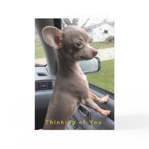 Blank Chihuahua greeting card - Thinking of You