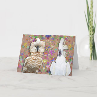 Blank Cockatoo Greeting Card w Moluccan Umbrella